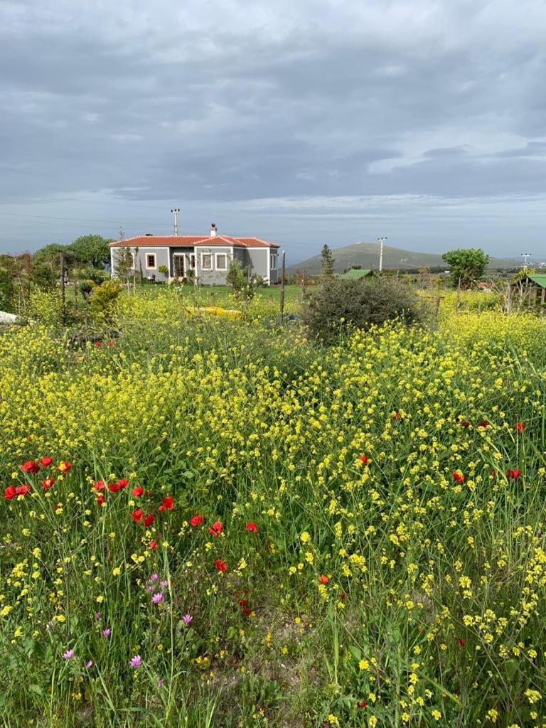 Adayel Bagevi & Butik Otel Bozcaada Exterior foto